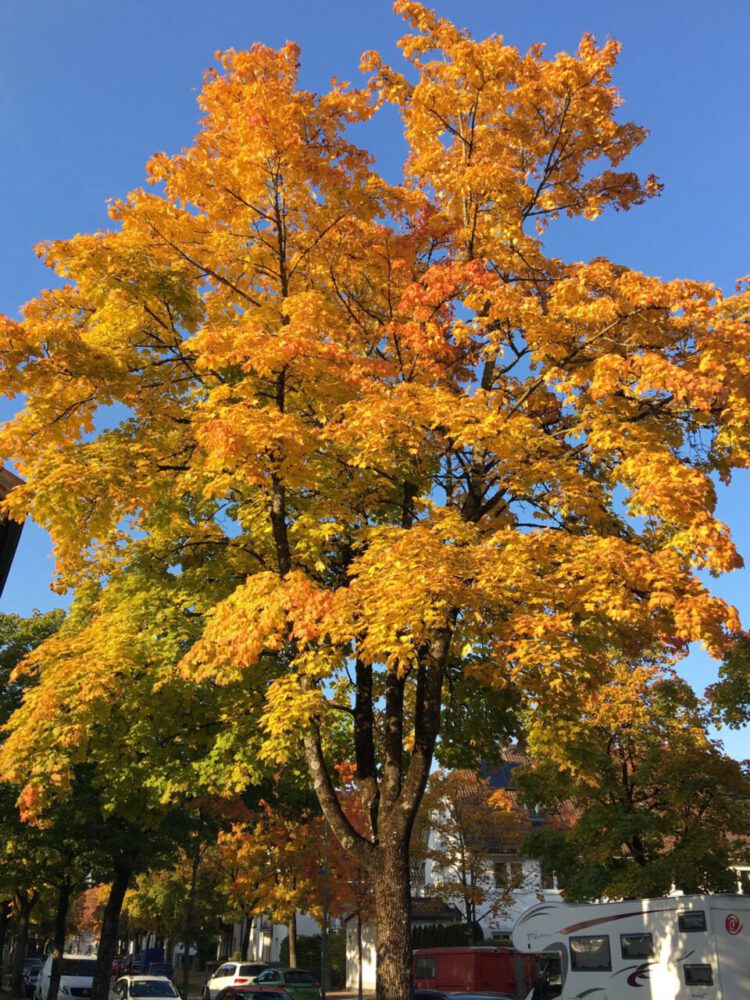Herbstlicher Baum Herbst