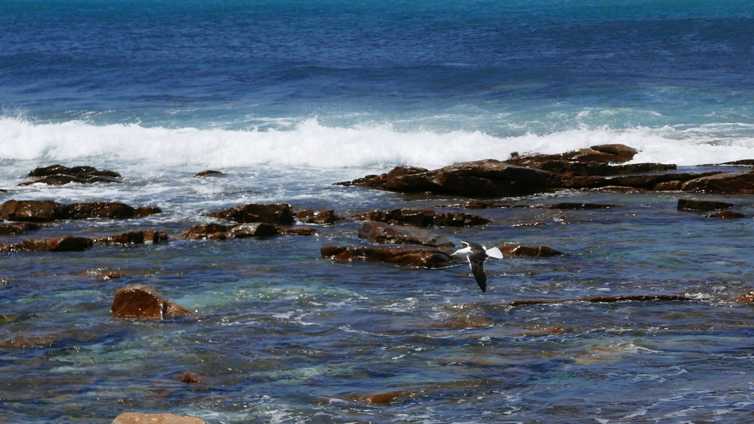 Wellen bei Port Elizabeth