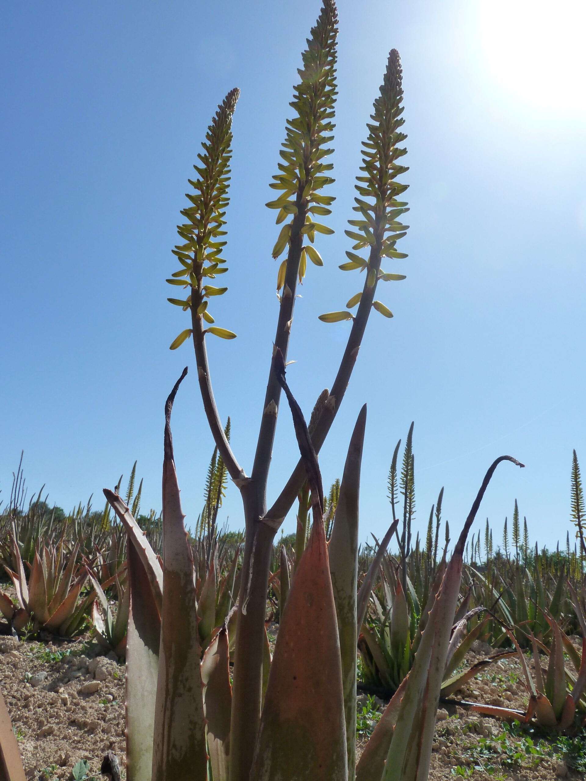 Aloe Vera Blüten